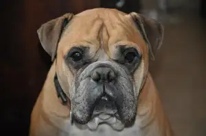 Webhosting Monty