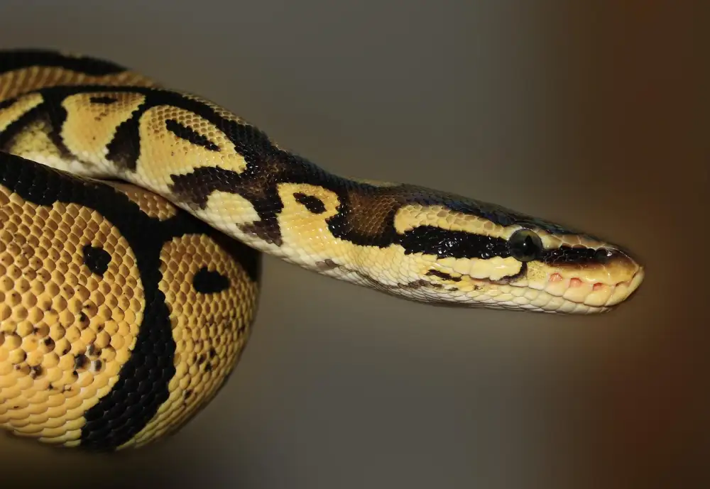 Python Dictionary
