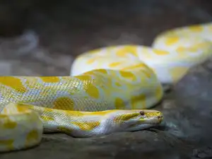Python Download