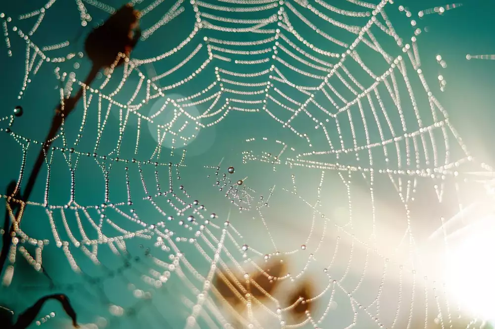 Amatéři Web